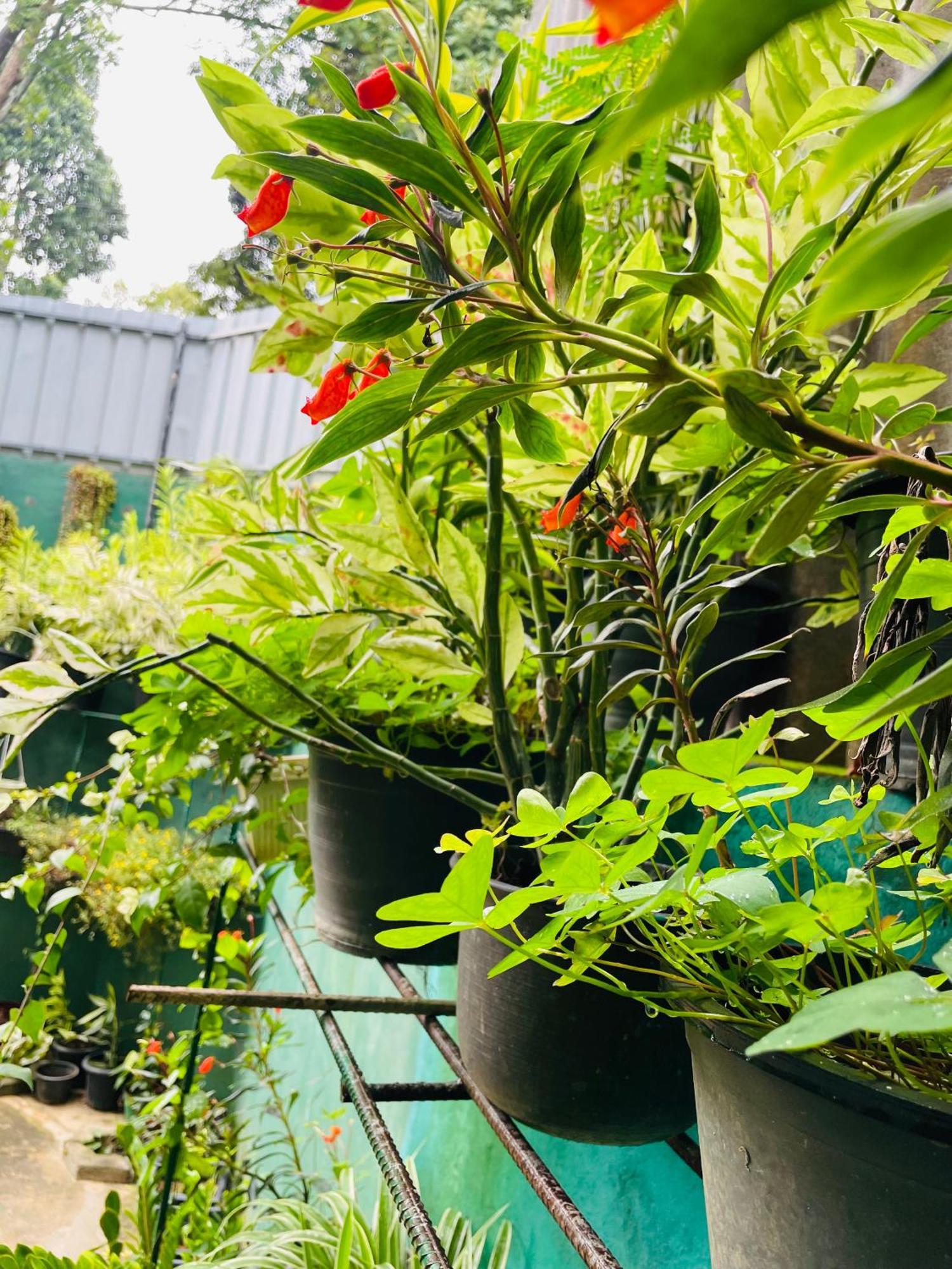 Little Paradise Homestay Элла Экстерьер фото