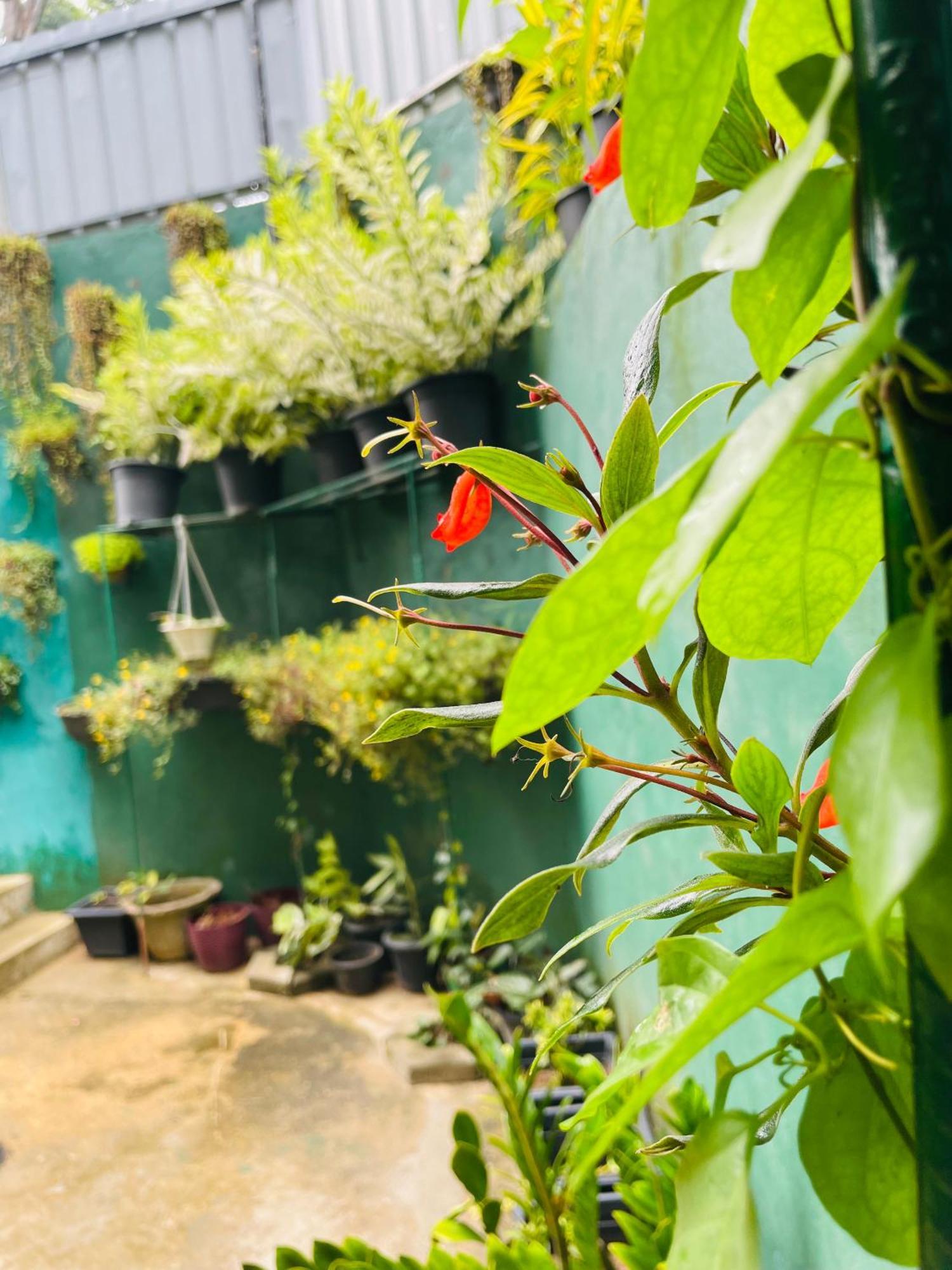 Little Paradise Homestay Элла Экстерьер фото